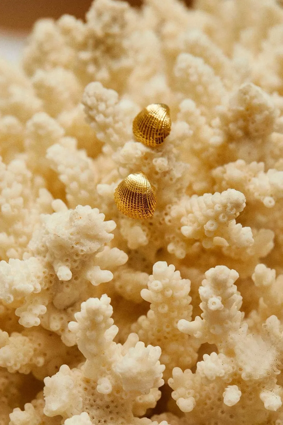Dipua Brinco Shell